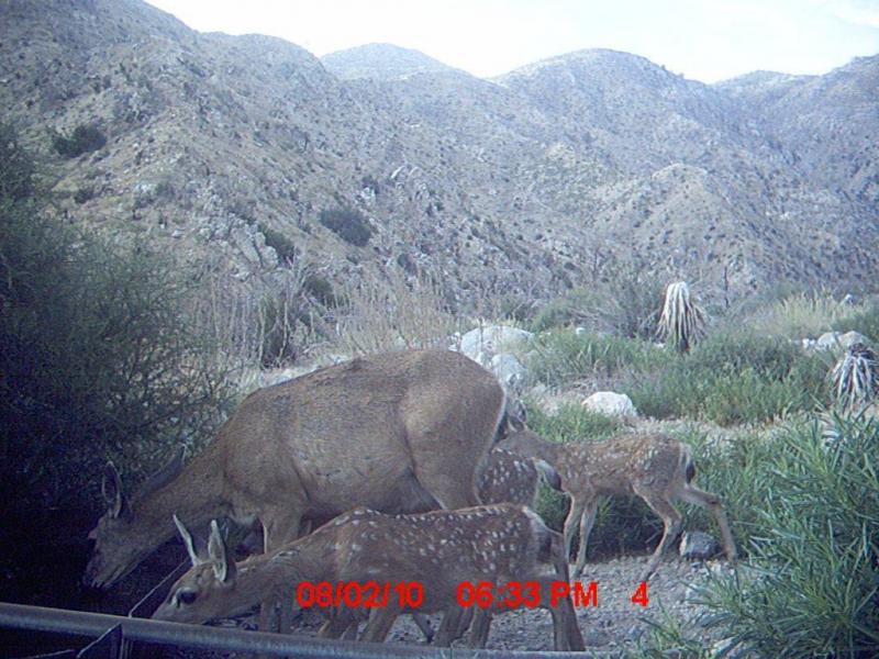 Guide Trail Cam Pics